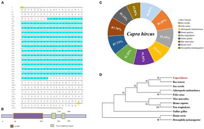 LKB1 Regulates Goat Intramuscular Adipogenesis Through Focal Adhesion Pathway